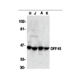 ProSci 1141 DFF45 Antibody