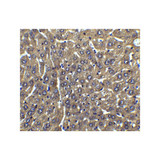 ProSci 1159 FLIP Antibody