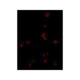 ProSci 4999 KLRA1 Antibody