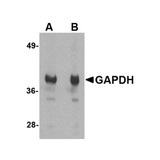 ProSci 5007 GAPDH Antibody