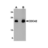 ProSci 5101 CDC42 Antibody