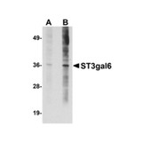 ProSci 5169 ST3gal6 Antibody