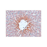 ProSci 5393 AGTR2 Antibody