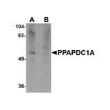 ProSci 5513 PPAPDC1A Antibody