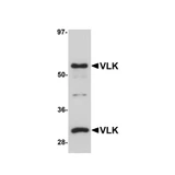 ProSci 5561 VLK Antibody
