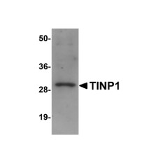 ProSci 5705 TINP1 Antibody