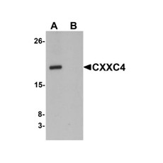 ProSci 6041 CXXC4 Antibody
