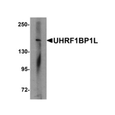ProSci 6461 UHRF1BP1L Antibody