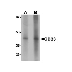 ProSci 6595 CD33 Antibody