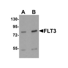 ProSci 7027 FLT3 Antibody