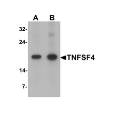 ProSci 7243 TNFSF4 Antibody