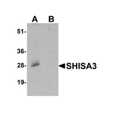 ProSci 7275 SHISA3 Antibody