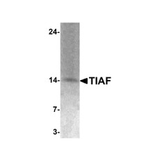 ProSci 7305 TIAF Antibody