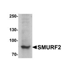 ProSci 7773 SMURF2 Antibody