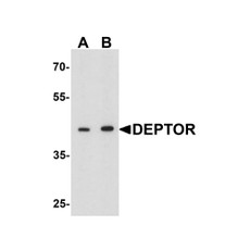 ProSci 7787 DEPTOR Antibody