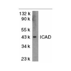 ProSci 2001 ICAD Antibody