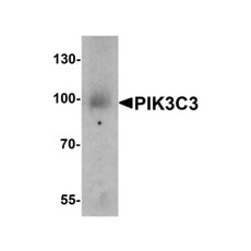ProSci 7891 PIK3C3 Antibody