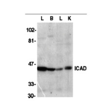 ProSci 2003 ICAD Antibody