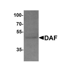 ProSci 7937 DAF Antibody
