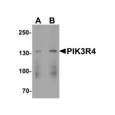 ProSci 7949 PIK3R4 Antibody