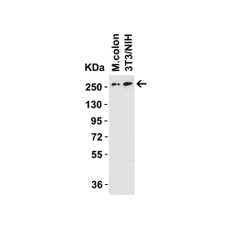 ProSci 8109 DNAJC13 Antibody