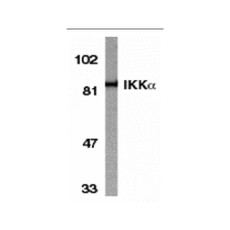ProSci 2025 IKK alpha Antibody