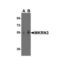 ProSci 8145 MKRN3 Antibody