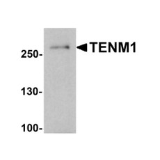 ProSci 8149 TENM1 Antibody