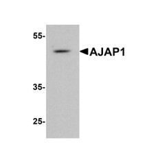 ProSci 8163 AJAP1 Antibody