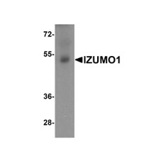 ProSci 8233 IZUMO1 Antibody