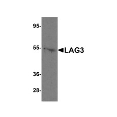 ProSci 8655 LAG3 Antibody