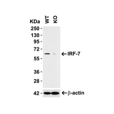ProSci 8991 IRF7 Antibody