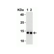 ProSci 9163 SARS-CoV-2 (COVID-19) NSP9 Antibody