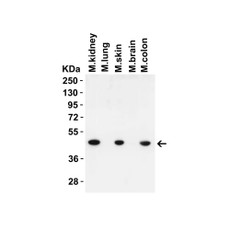 ProSci 9513 IRGB10 (NT) Antibody