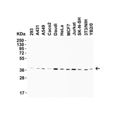 ProSci 9655 AIFM2 (IN) Antibody