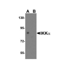 ProSci 2117 IKK alpha Antibody