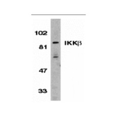 ProSci 2121 IKK beta Antibody