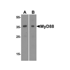 ProSci 2125 MYD88 Antibody
