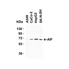 ProSci 2239 AIF Antibody