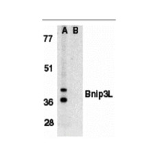 ProSci 2289 Bnip3L Antibody