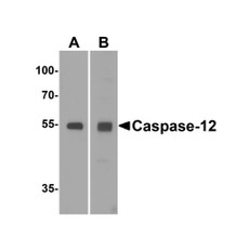 ProSci 2327 Caspase-12 Antibody