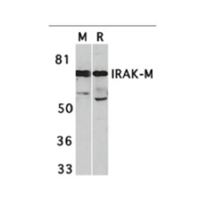 ProSci 2355 IRAK-M Antibody