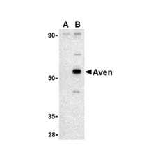 ProSci 2413 Aven Antibody