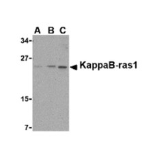 ProSci 2493 KappaB ras1 Antibody