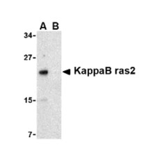 ProSci 2495 KappaB ras2 Antibody