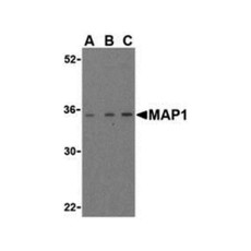 ProSci 3005 MAP1 Antibody