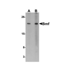ProSci 3029 Bmf Antibody