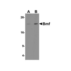 ProSci 3031 Bmf Antibody