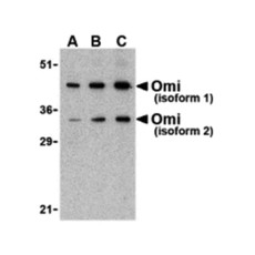 ProSci 3051 OMI Antibody