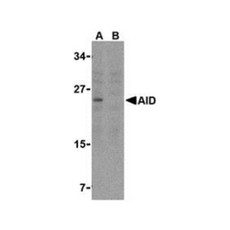 ProSci 3091 AID Antibody